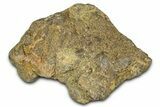 Dinosaur (Triceratops) Frill Shield Section - Montana #373875-1